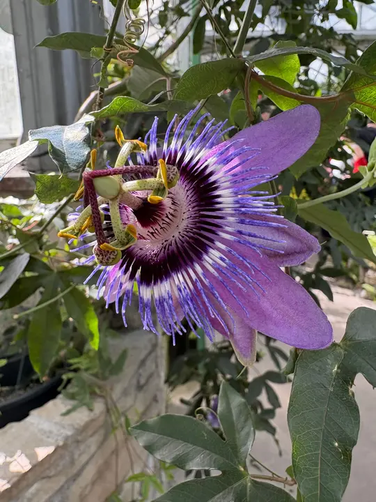 A purple passionflower in a greenhouse